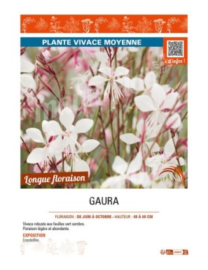 GAURA (blanc)