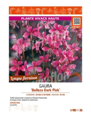 GAURA BELLEZA DOARK PINK