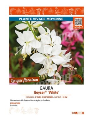 GAURA GEYSER WHITE