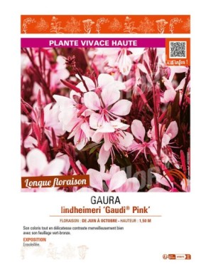 GAURA LINDHEIMERI GAUDI PINK