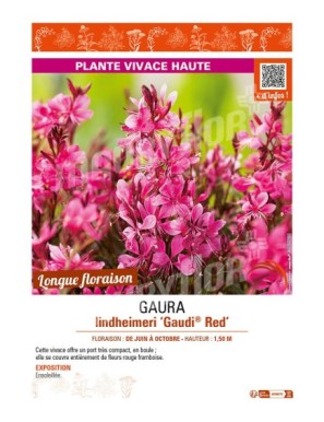 GAURA LINDHEIMERI GAUDI RED