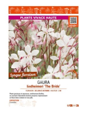 GAURA LINDHEIMERI THE BRIDE