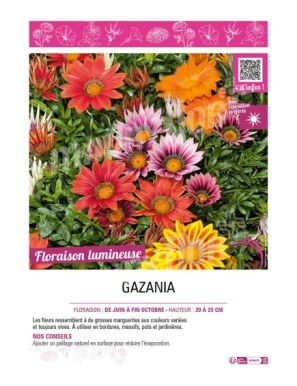 GAZANIA