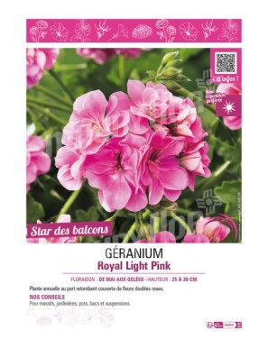 GÉRANIUM (LIERRE DOUBLE) ROYAL LIGHT PINK