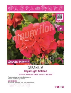 GÉRANIUM (LIERRE DOUBLE) ROYAL LIGHT SALMON