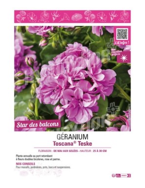 GÉRANIUM (LIERRE DOUBLE) TOSCANA TESKE