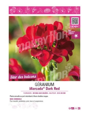 GÉRANIUM (LIERRE) MARCADA DARK RED