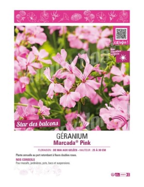 GÉRANIUM (LIERRE) MARCADA PINK