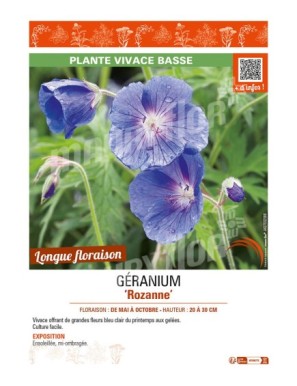 GÉRANIUM (VIVACE) ROZANNE