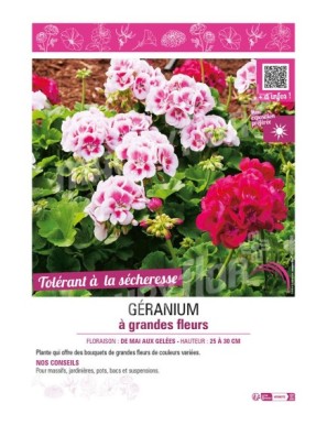 GÉRANIUM À GRANDES FLEURS