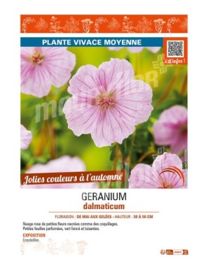 GÉRANIUM DALMATICUM