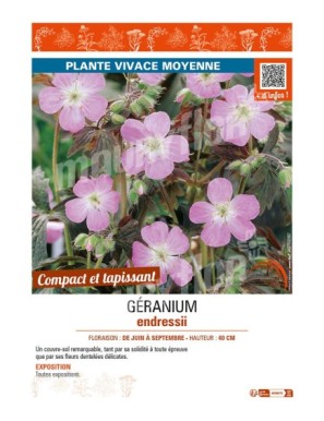 GÉRANIUM ENDRESSII