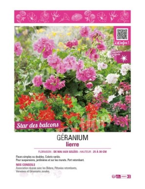 GÉRANIUM LIERRE (double ou simple)