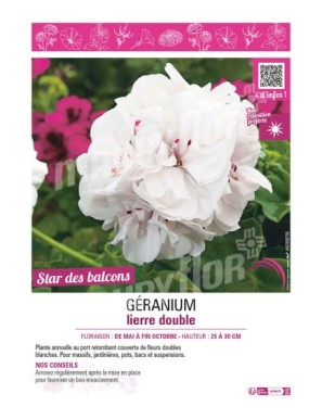 GÉRANIUM LIERRE DOUBLE (blanc)