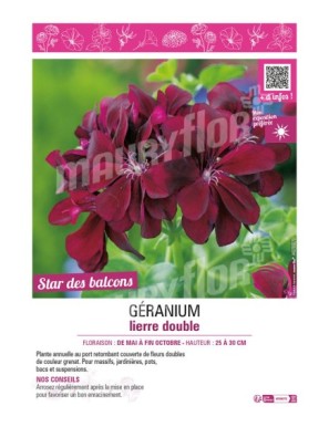 GÉRANIUM LIERRE DOUBLE (grenat)