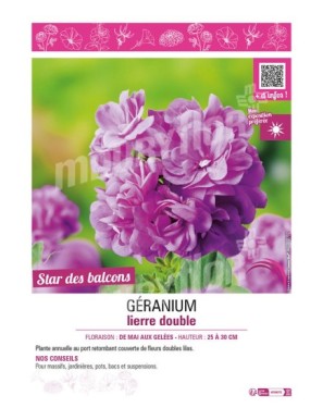 GÉRANIUM LIERRE DOUBLE (lilas)