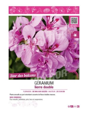 GÉRANIUM LIERRE DOUBLE (mauve)