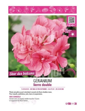 GÉRANIUM LIERRE DOUBLE (rose)