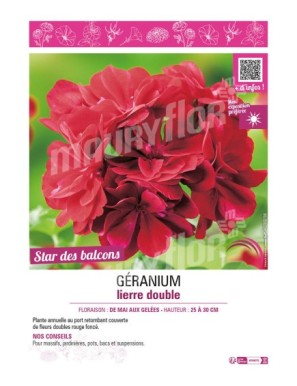 GÉRANIUM LIERRE DOUBLE (rouge foncé)