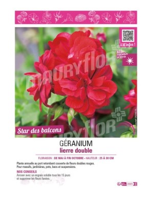 GÉRANIUM LIERRE DOUBLE (rouge)