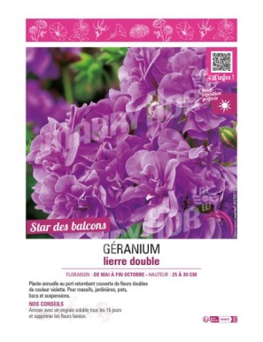 GÉRANIUM LIERRE DOUBLE (violet)