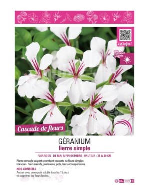 GÉRANIUM LIERRE SIMPLE (blanc)