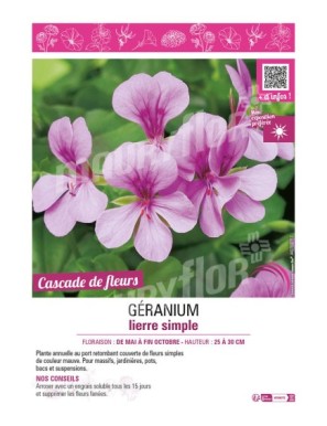 GÉRANIUM LIERRE SIMPLE (mauve)