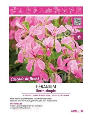 GÉRANIUM LIERRE SIMPLE (rose)