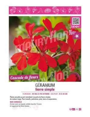 GÉRANIUM LIERRE SIMPLE (rouge)