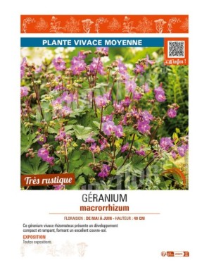 GÉRANIUM MACRORRHIZUM