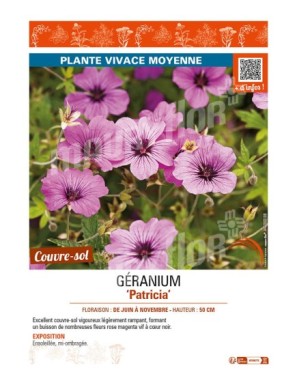 GÉRANIUM PATRICIA