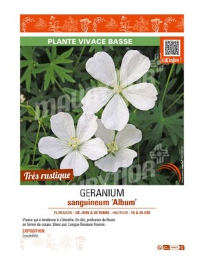 GÉRANIUM SANGUINEUM ALBUM