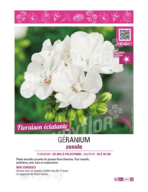 GÉRANIUM ZONALE (blanc)