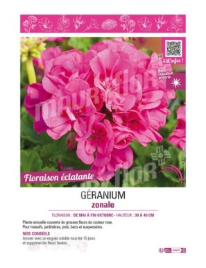 GÉRANIUM ZONALE (rose)