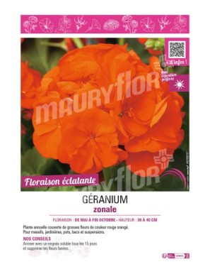 GÉRANIUM ZONALE (rouge orange)