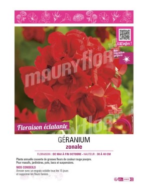 GÉRANIUM ZONALE (rouge pourpre)