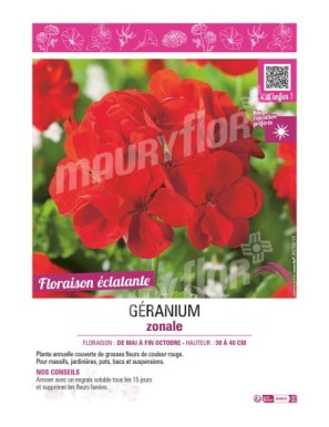 GÉRANIUM ZONALE (rouge)