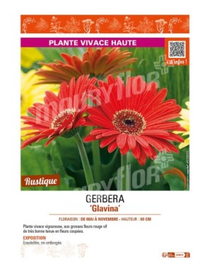 GERBERA GLAVINA