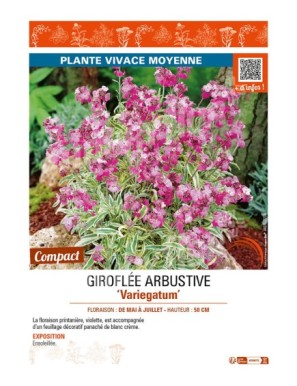 GIROFLÉE ARBUSTIVE VARIEGATUM