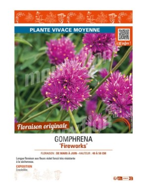 GOMPHRENA FIREWORKS