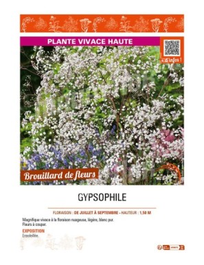 GYPSOPHILE (PANICULATA)