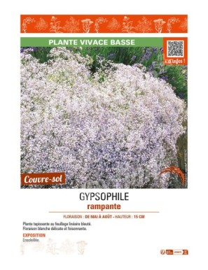 GYPSOPHILE RAMPANTE