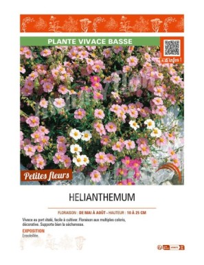 HELIANTHEMUM