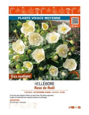 HELLÉBORE ROSE DE NOËL