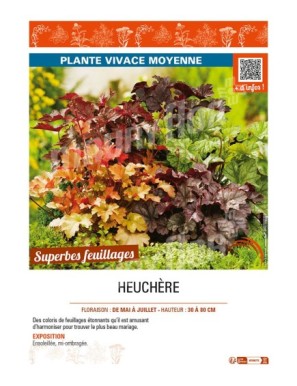 HEUCHERA