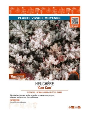 HEUCHERA CAN CAN