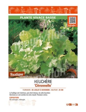 HEUCHERA CITRONNELLE