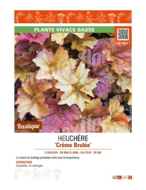 HEUCHERA CRÈME BRULÉE