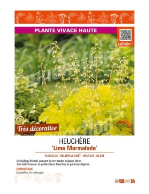 HEUCHERA LIME MARMALADE