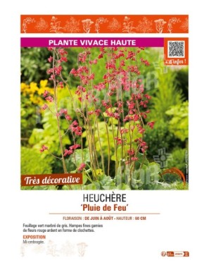 HEUCHÈRE PLUIE DE FEU